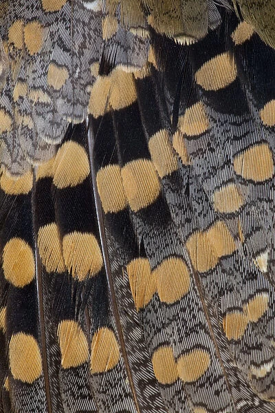 Feather Design Greater Painted Snipe
