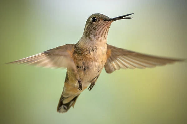 Female broad-tailed hummingbird