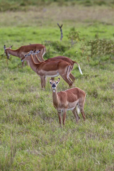 Female Impalas -Aepyceros melampus-, one checking the wind, Lake Nakuru National Park, Kenya, East Africa, Africa, PublicGround
