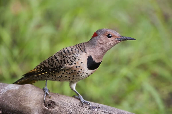 Female yellow-shafted flicker alert