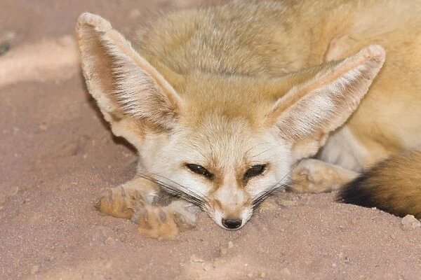 Fennec Fox (Canis zerdus), Libya, Africa