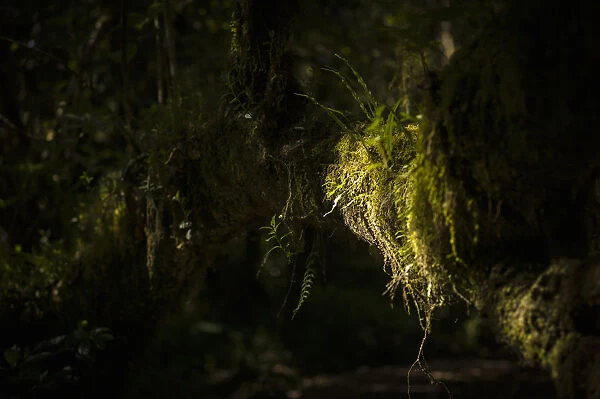 Ferns and moss in the rainforest, forest zone, Mweka route, Mount Kilimanjaro, Kilimanjaro Region, Tanzania
