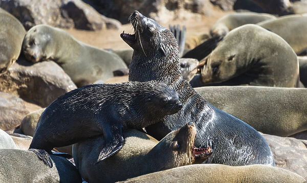 Fighting Brown Fur Seals or Cape Fur Seals -Arctocephalus pusillus- in a colony, Dorob National Park, Cape Cross, Namibia