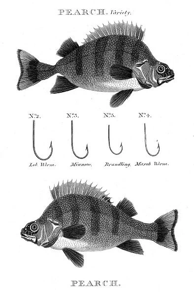 Fish pearch hooks engraving 1812