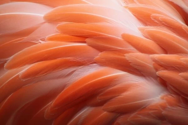 Flamingo. Close up of flamingo feather