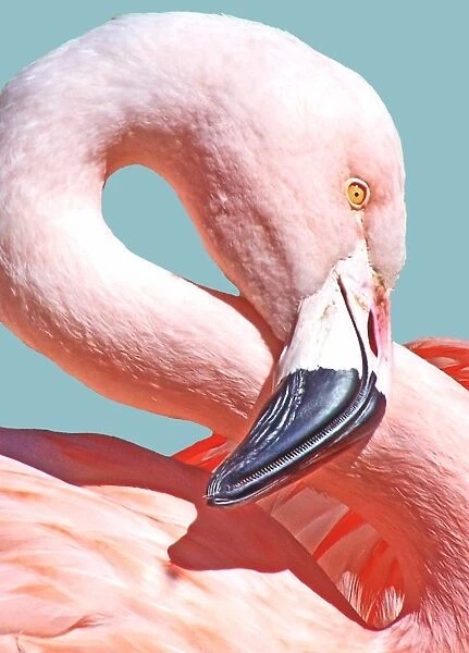 Flamingo Figure 8
