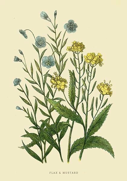 Flax and Mustard illustration 1851