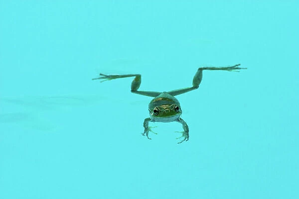 Floating green frog. A green frog floats and swims in a cyan water pool