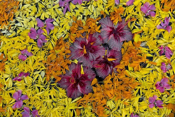 Flower decoration in the water, Kerala, India