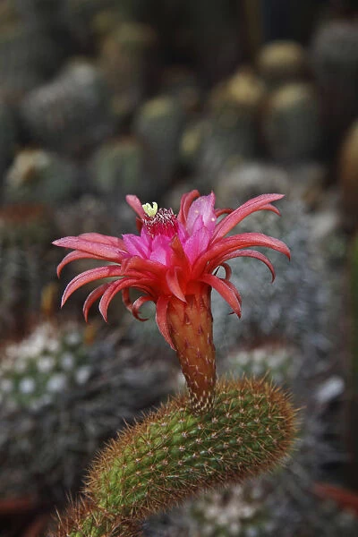 Flowering Cactus, Hildewintera Hybrid -Hildewintera aureispina x echinopsis spec. -