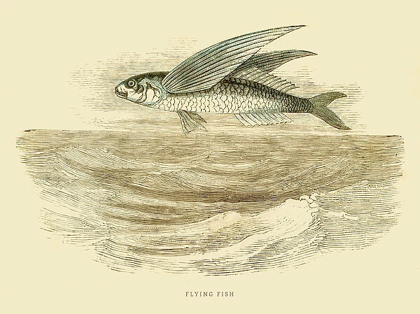 Flying fish illustration 1851