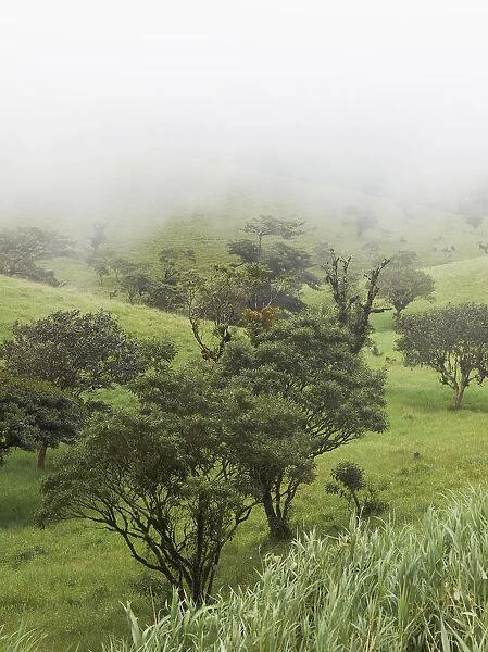 Fog clouded green mountain forest on the edge between the Pacific and Atlantic meteorological divides, Cordillera de Tilaran Tilaran, Guanacaste Province, Costa Rica, Central America
