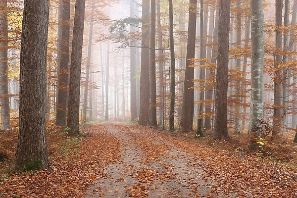 Fog in a colourful forest in autumn with beeches -Fagus sylvatica- and noble firs -Abies procera-, Unterallgaeu, Allgaeu, Bavaria, Germany, Europe