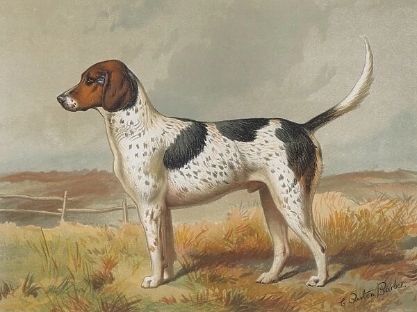 Foxhound. A foxhound, circa 1880. Lithograph by Vincent Brooks Day & Son