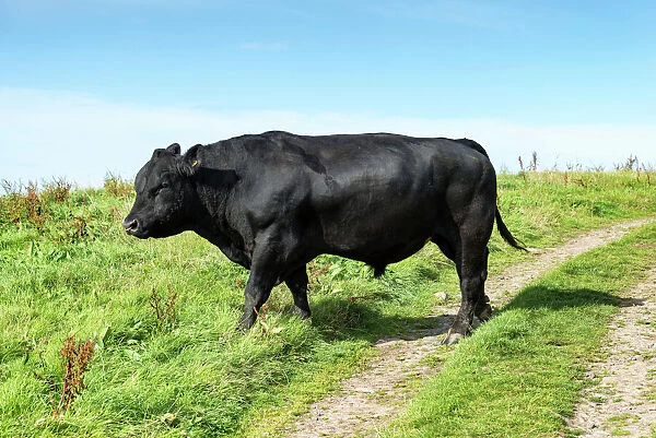 Fully grown Aberdeen Angus bull on a pasture on the north coast of Scotland, Caithness, Scotland, United Kingdom, Europe
