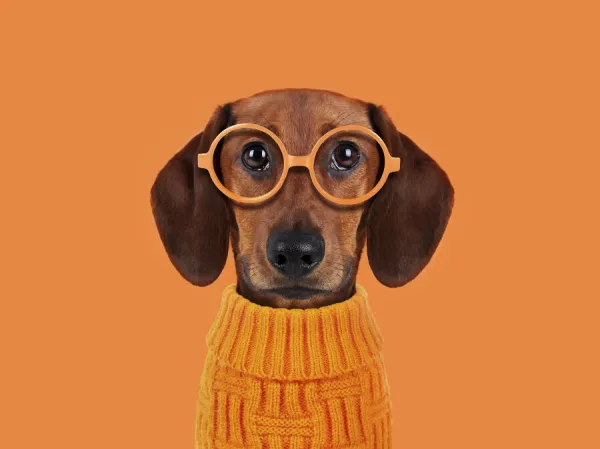 Funny dog with orange glasses