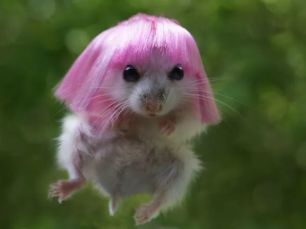 Cheeky hamster on sale