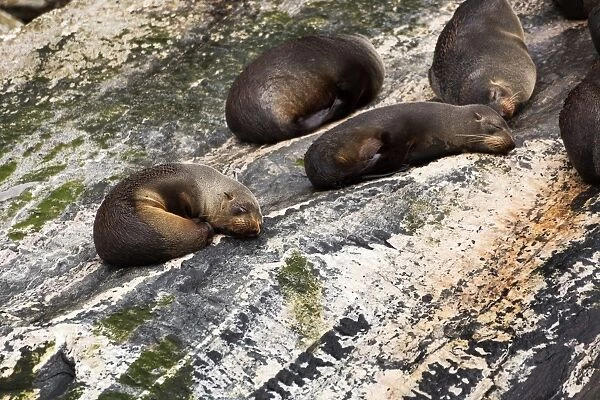Fur Seals relaxing on rocks
