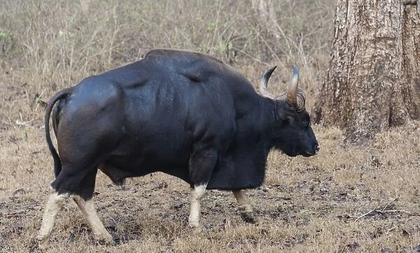 Gaur -Bos gaurus-, bull, Nagarhole National Park, Karnataka, India