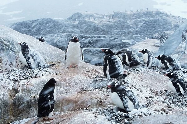 Gentoo penguins on nests, protecting chicks during snowstorm
