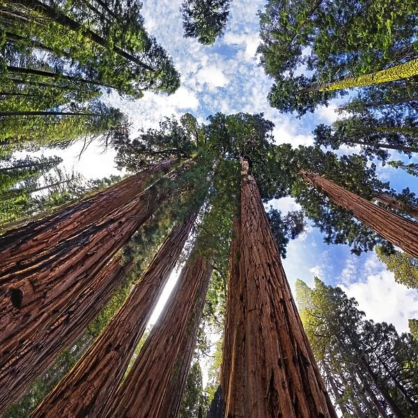 Giant sequoia trees -Sequoiadendron giganteum-, frog perspective, the Giant Forest, Sequoia National Park, California, United States