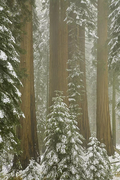 Giant Sequoia trees in snow, Sequoia N. P