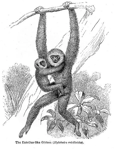 Gibbon engraving 1878