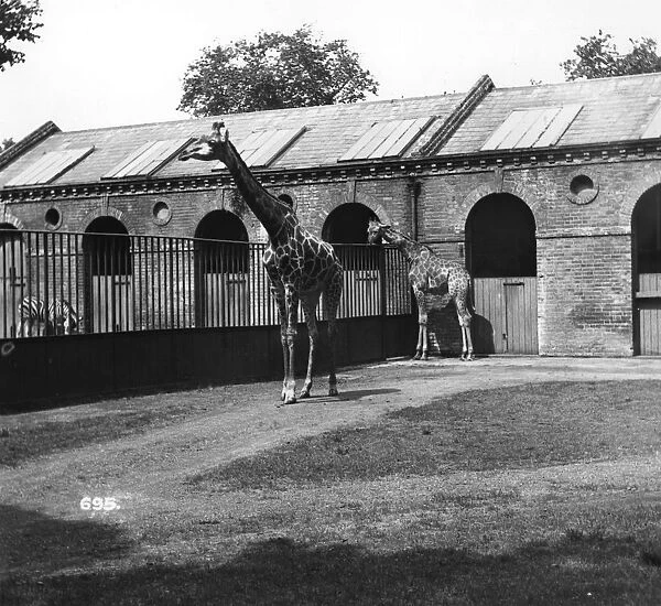 Giraffes. circa 1950: Two giraffes at London Zoo