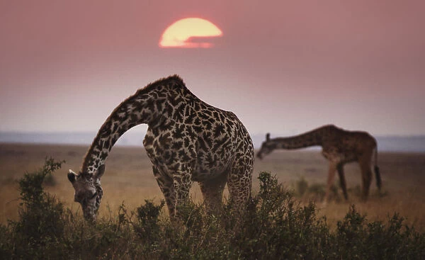 Two Giraffes Against Dark Sky at Masai Mara, Kenya