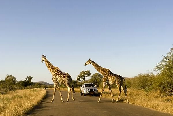 Giraffes -Giraffa camelopardalis- crossing a road, a jeep at the back, Kruger National Park, South Africa