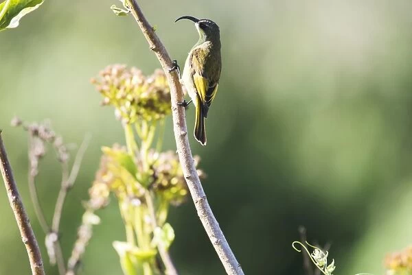 Golden-winged Sunbird (Nectarinia reichenowi), Ngorongoro Crater