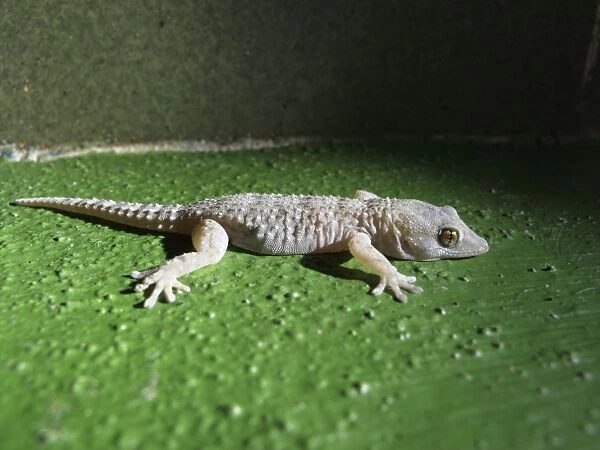 Gomera Wall Gecko -Tarentola gomerensis-, endemic to La Gomera, La Gomera, Canary Islands, Spain, Europe, La Gomera, Valle Gran Rey, Canary Islands, Spain