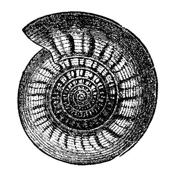 Goniatite. Illustration of a Goniatids, informally Goniatites