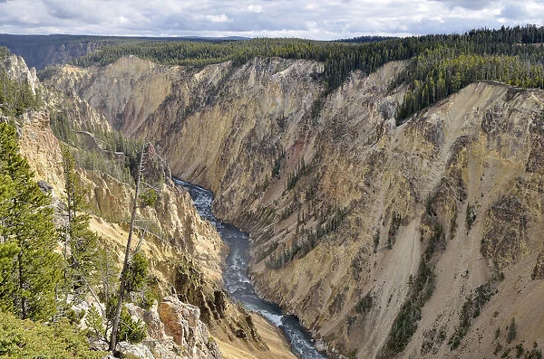 Grand Canyon of the Yellowstone River, view from the Brink of Lower Falls, downriver, North Rim, Yellowstone National Park, Wyoming, USA