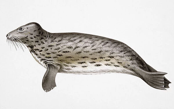 Gray seal (Halichoerus grypus)