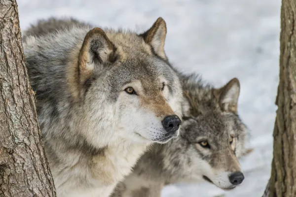 Gray Wolves