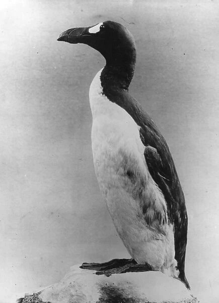 Great Auk. circa 1910: Study of a Great Auk. (Photo by Hulton Archive / Getty Images)