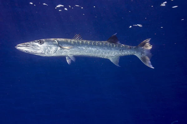 Great Barracuda -Sphyraena barracuda-, Palau