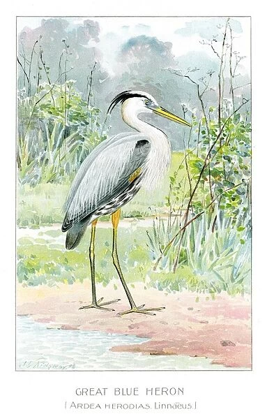 Great blue heron illustration 1897