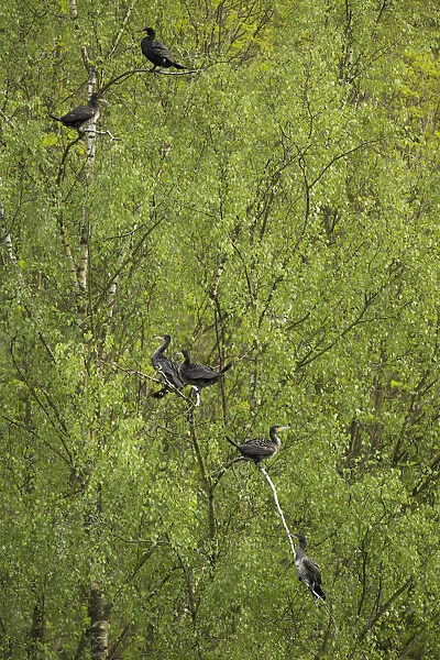 Great Cormorants or Great Black Cormorants -Phalacrocorax carbo- perched on a tree, Oesinghausen, Bergisches Land, North Rhine-Westphalia, Germany