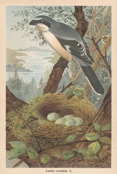 Great grey shrike (Lanius excubitor), chromolithograph, published in 1896
