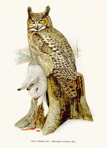 Great horned owl birds lithograph 1897