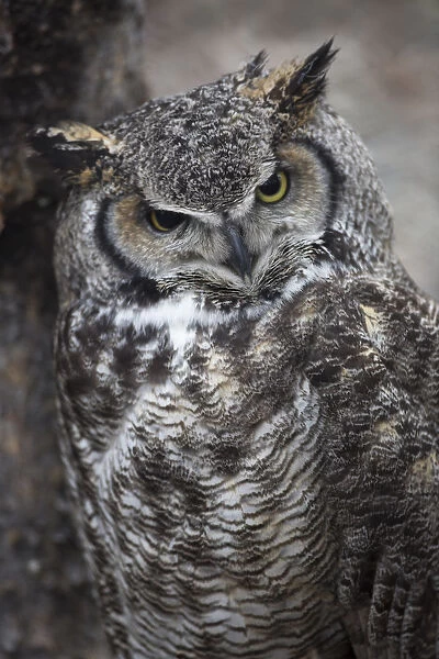 Owl. A great horned owl cocks its head as it looks directly at the viewer