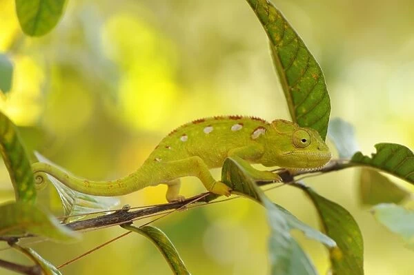 Green Chameleon (Chamaeleonidae), camouflaged