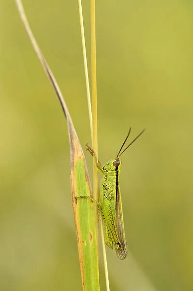 Green grasshopper -Mecostethus parapleurus-, Zug, Switzerland, Europe