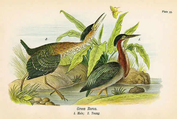 Green heron bird lithograph 1890