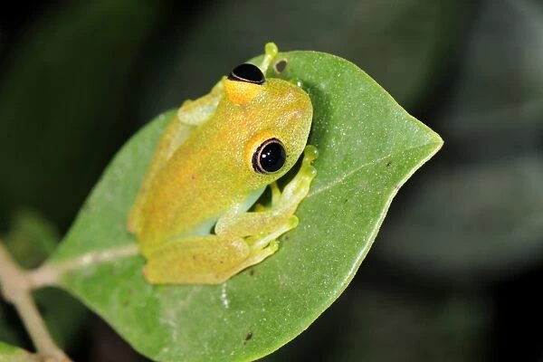 Green Tree Frog (Boophis luteus), Perinet Nature Reserve, Madagascar, Africa