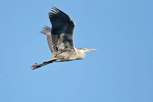 Grey Heron -Ardea cinerea-, in flight, North Hesse, Hesse, Germany
