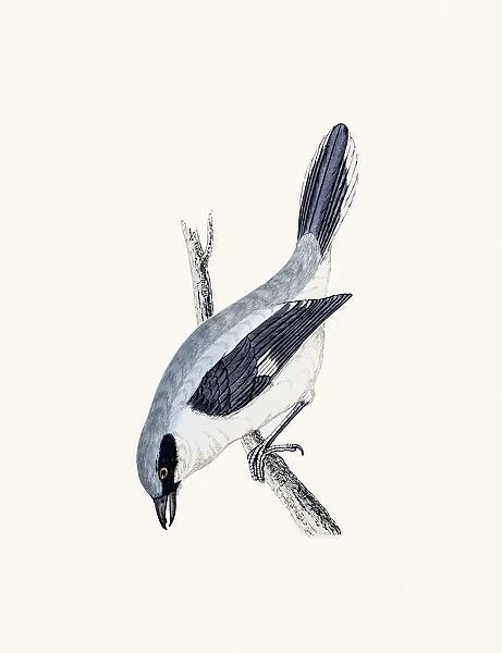 Grey Shrike