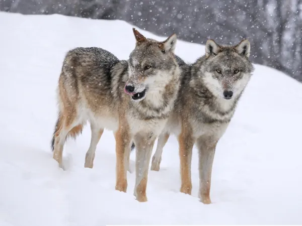 Grey Wolves